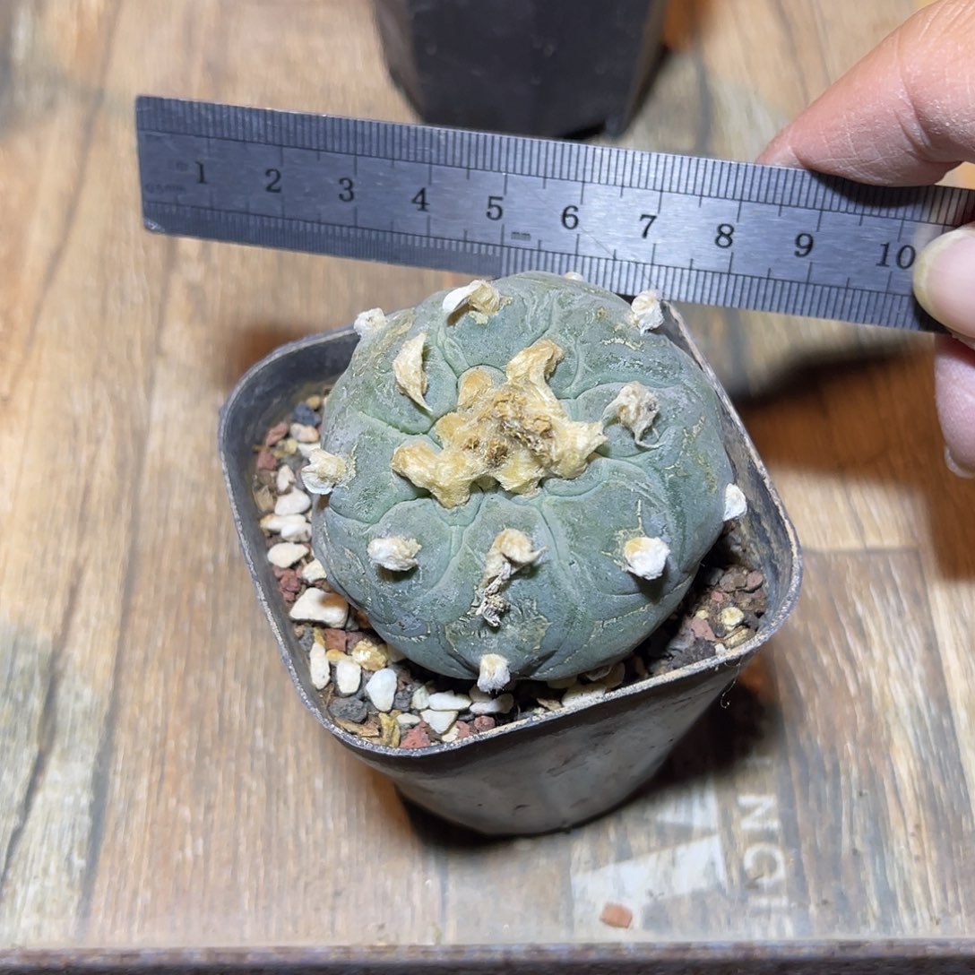 日系大尤龟甲鱼一物一拍