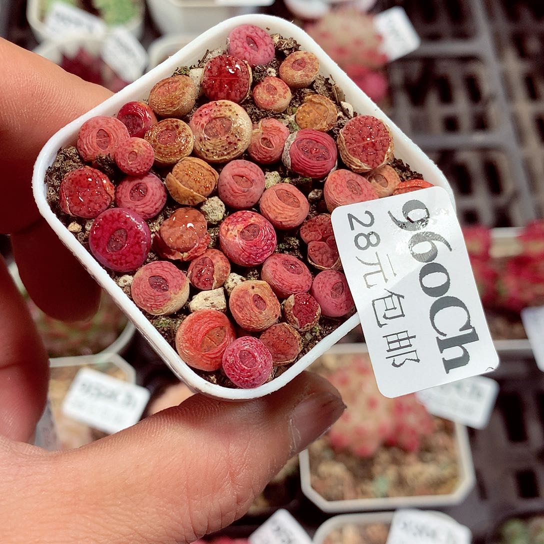 5厘米盆精控多肉960