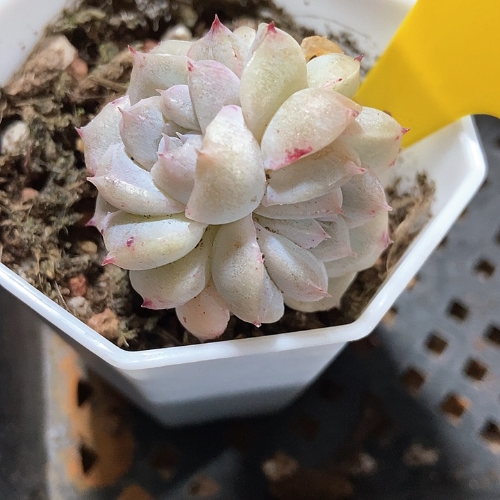 多肉植物石化904