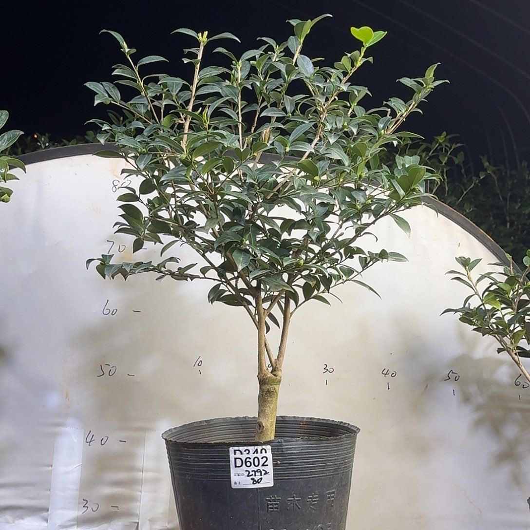 无花朵602 2729英八80