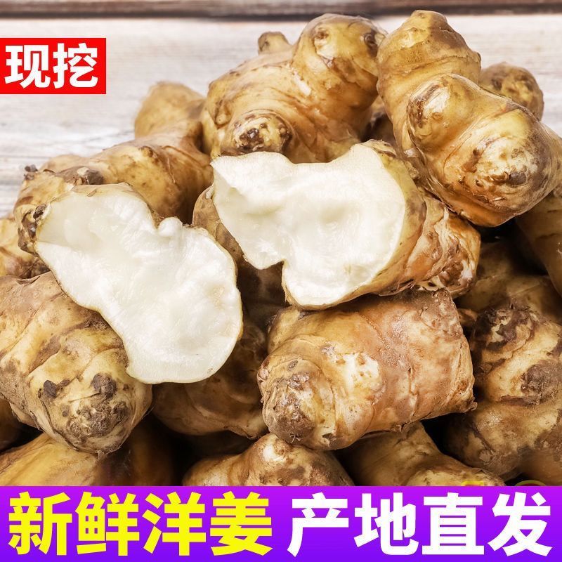 新鲜洋姜现挖鬼子姜菊芋姜不辣腌制酱菜泡菜脆嫩农家种植蔬菜