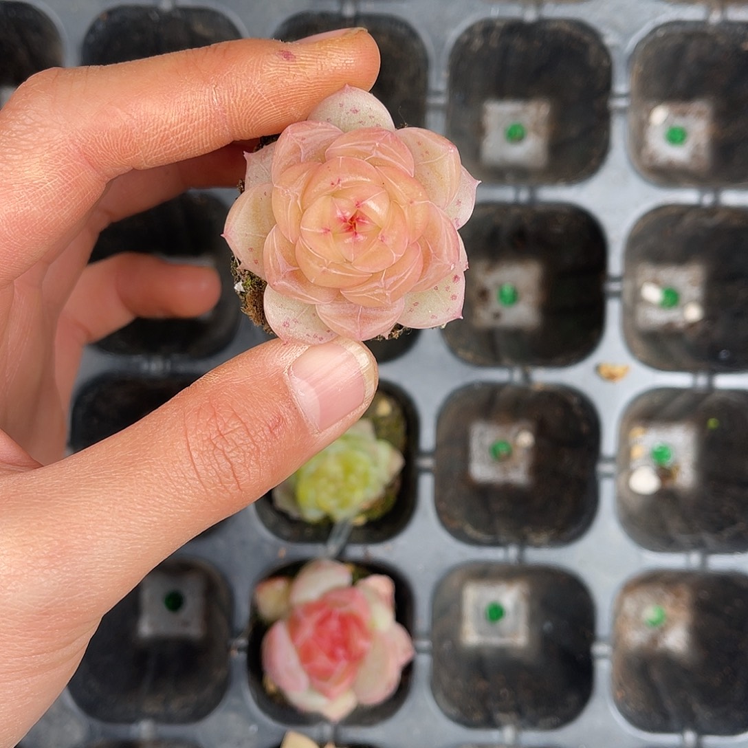 多肉一物一拍28-214