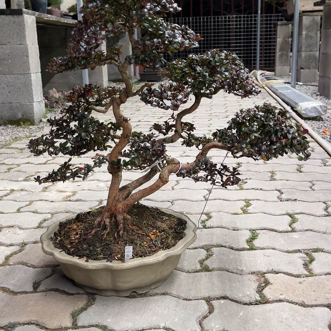 咕***噜无花朵杜鹃花盛开在彼岸中