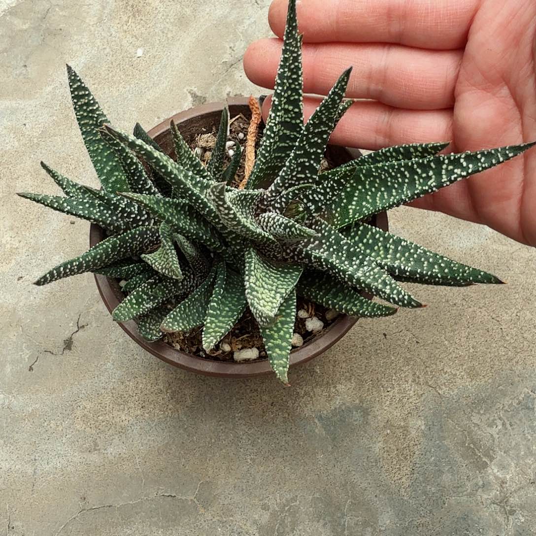 满天星硬叶群带土团发货哈