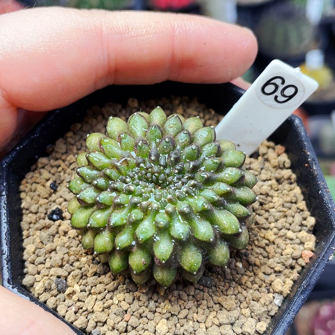 非偏远地区满25包邮仙人球