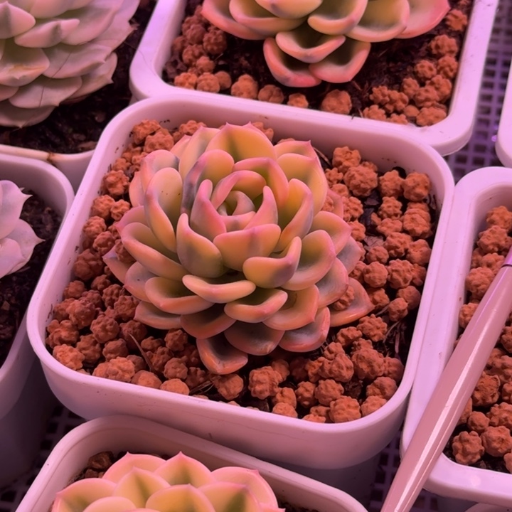 美尻锦多肉植物一物一拍