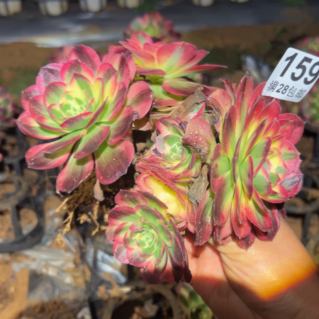 多肉植物的159无售后