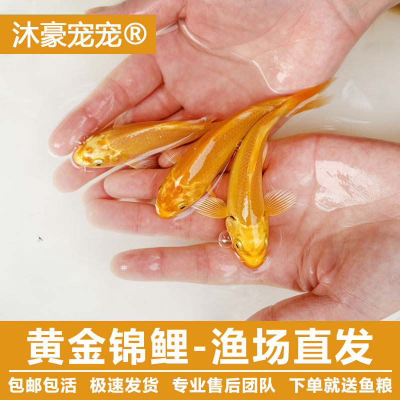 沐豪宠宠【运营推荐】黄金锦鲤冷水淡水鱼有光泽活鱼纯种冷水观赏鱼