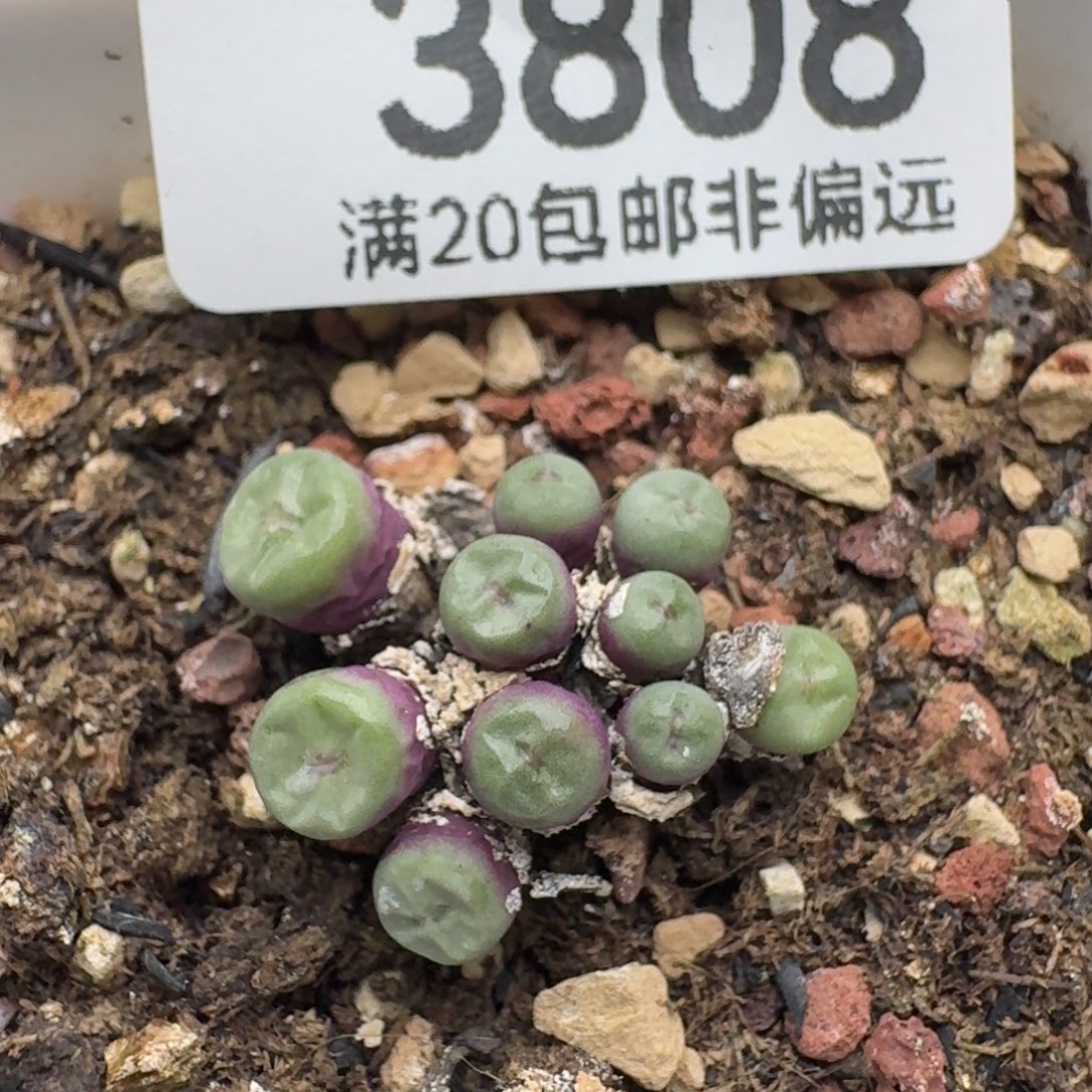 带盆土10头。              