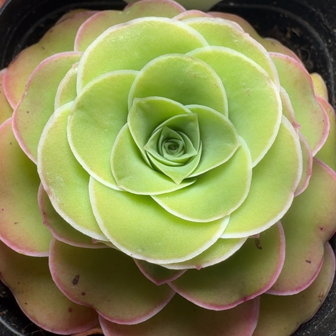 楹楹-788不知名-冠幅  5cm