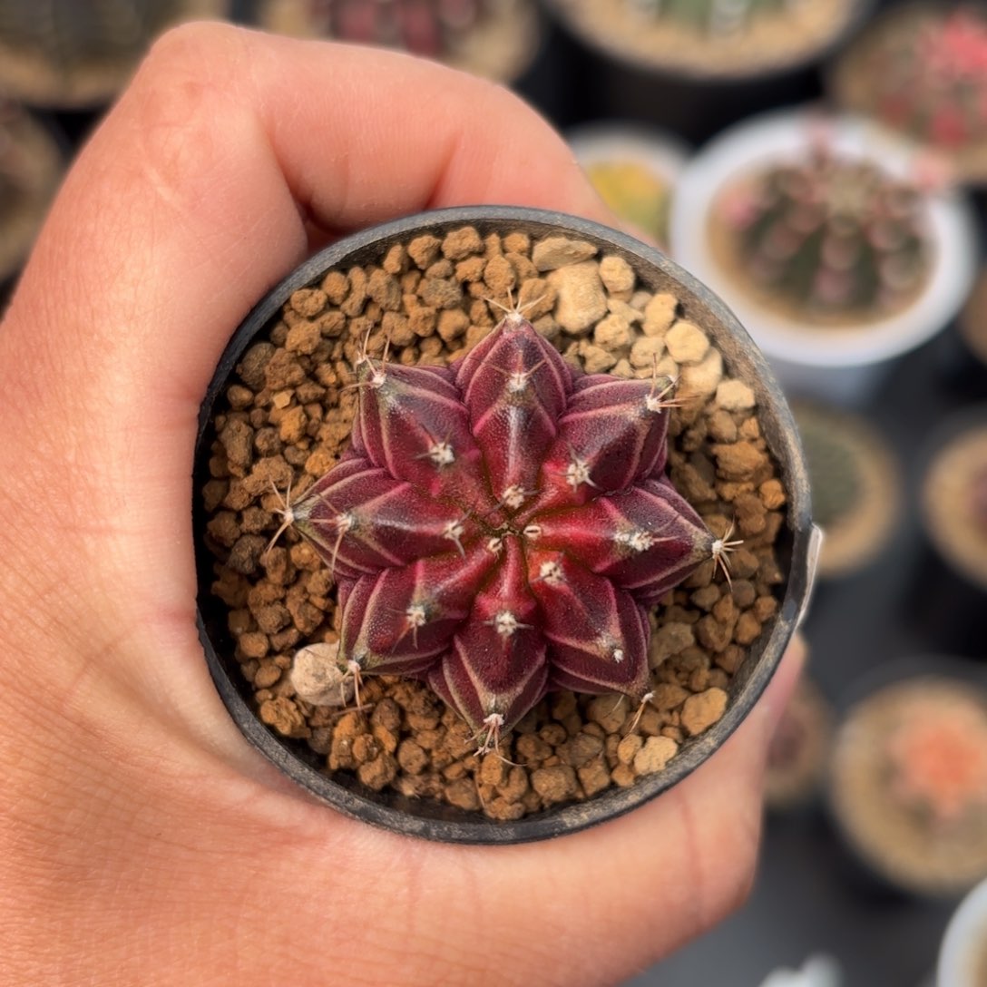 泰系实生米哈仙人球18