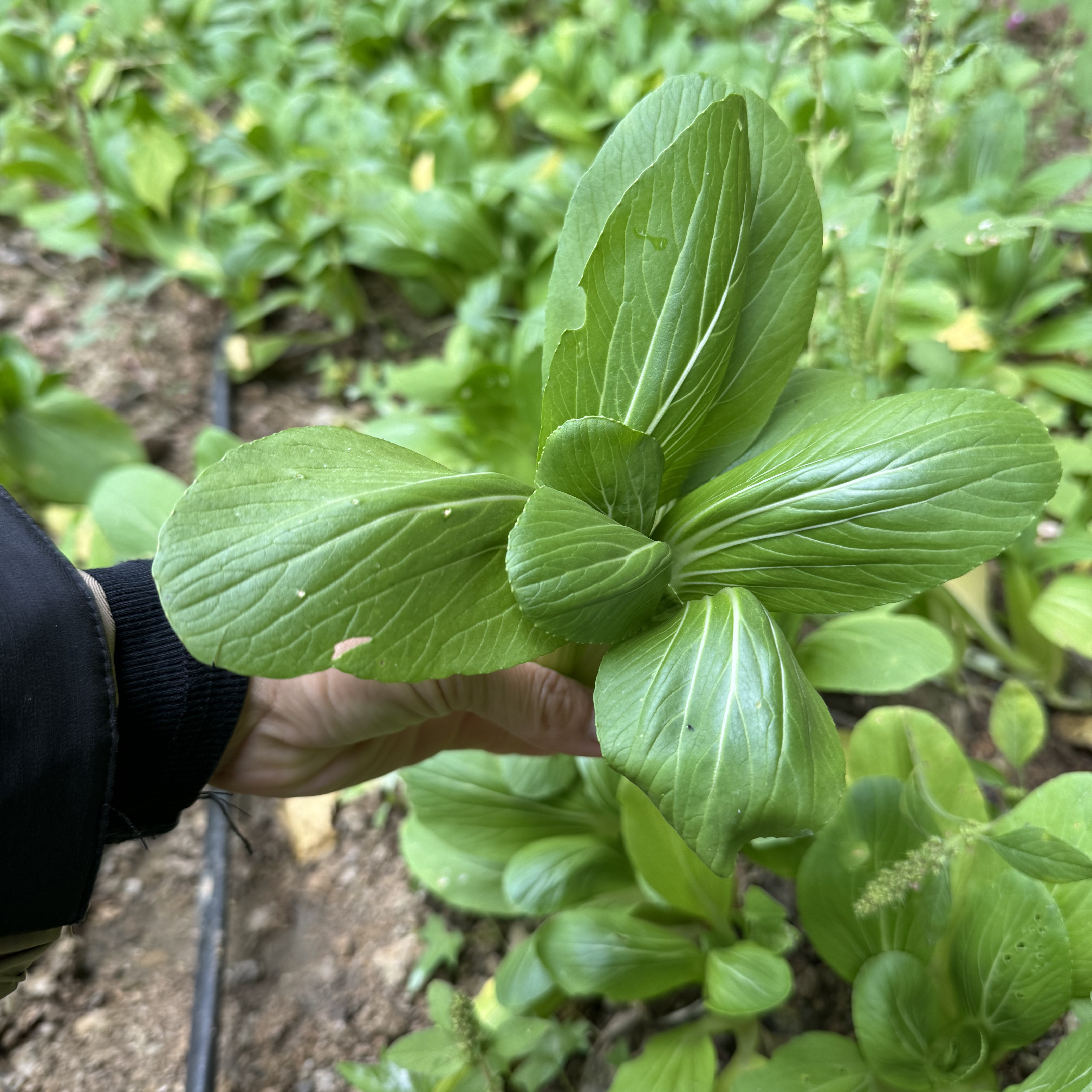 绿养道新鲜小油菜