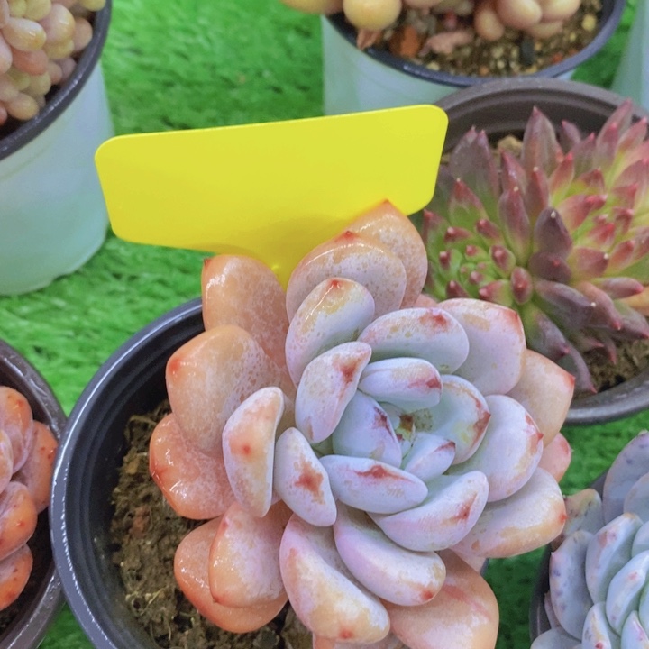 开心多肉，开开心心