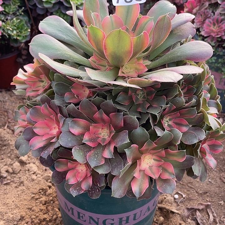 783香妃多肉植物的