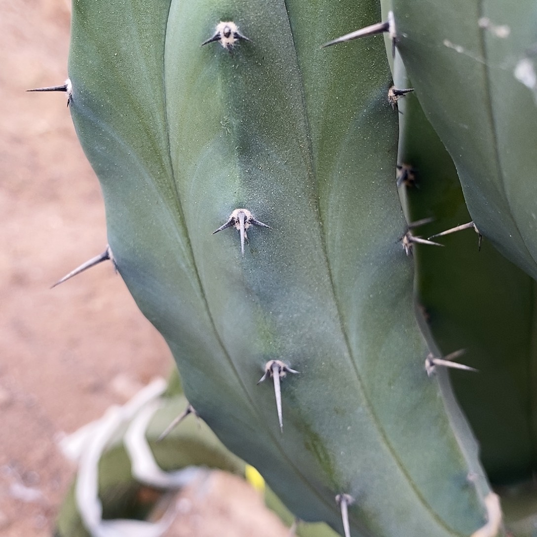 龙神木。现砍侧芽   15-20公分