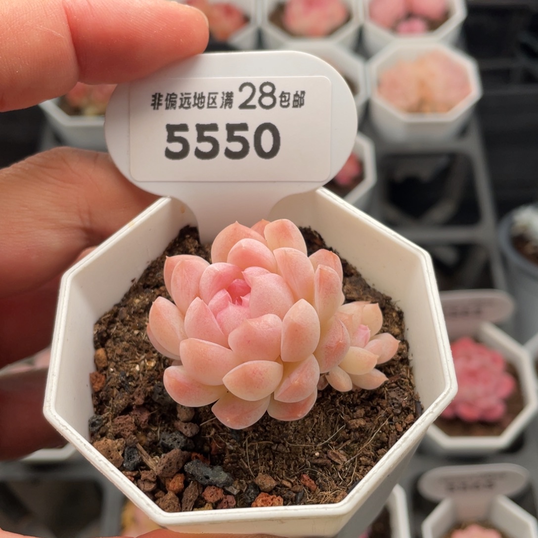 白桃汽水5550-4.5厘米