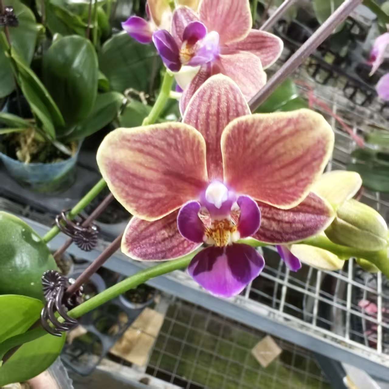 【小橘子】繁生花坊精品蝴蝶兰易养护易活客四季开花送礼佳品