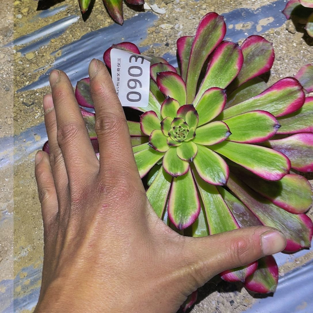 903赤兔多肉植物