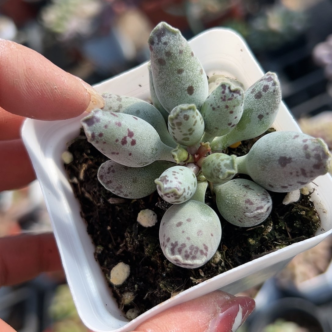 多肉植物多肉植物