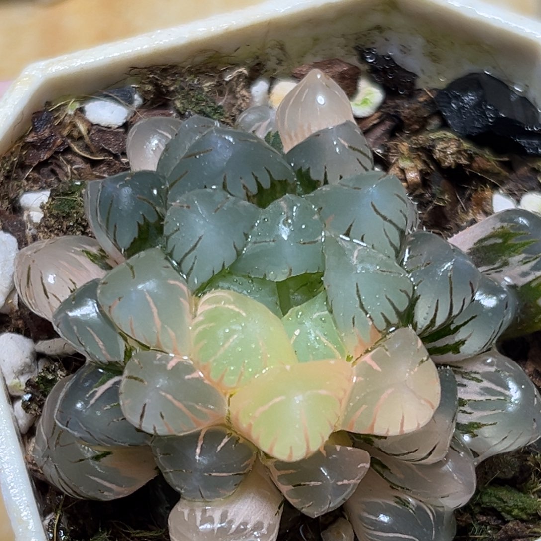 恭喜发财大吉大利793