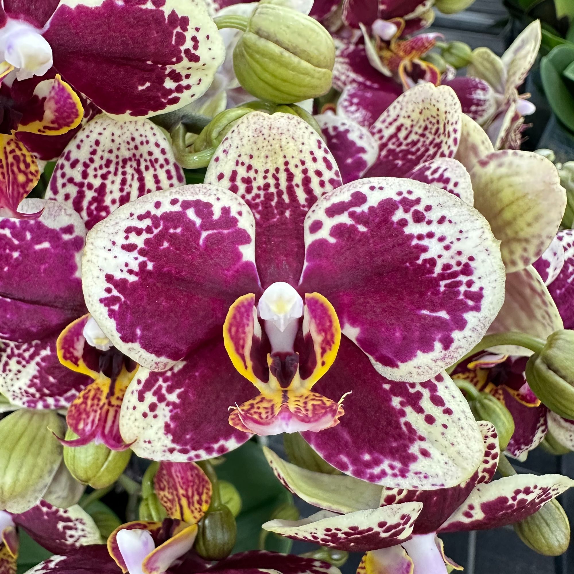 刚刚好蝴蝶兰（蝴蝶兰魔都带花带花苞两颗）开花珠发货