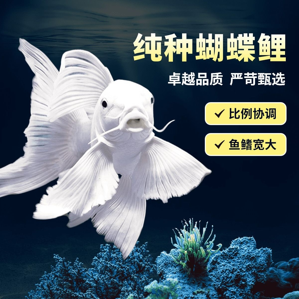 好养耐活短球台湾蝴蝶鲤观赏大鳍大尾淡水石膏白短球