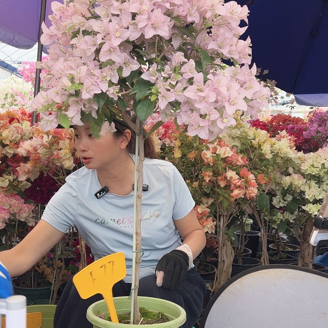 _***字大部分花苞少量开放F77苹果花