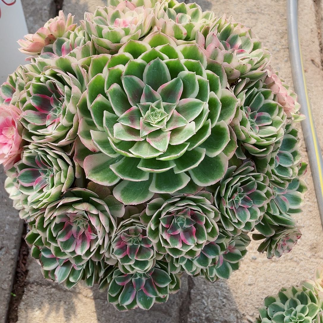 默***默孔雀翎个哈哈回家