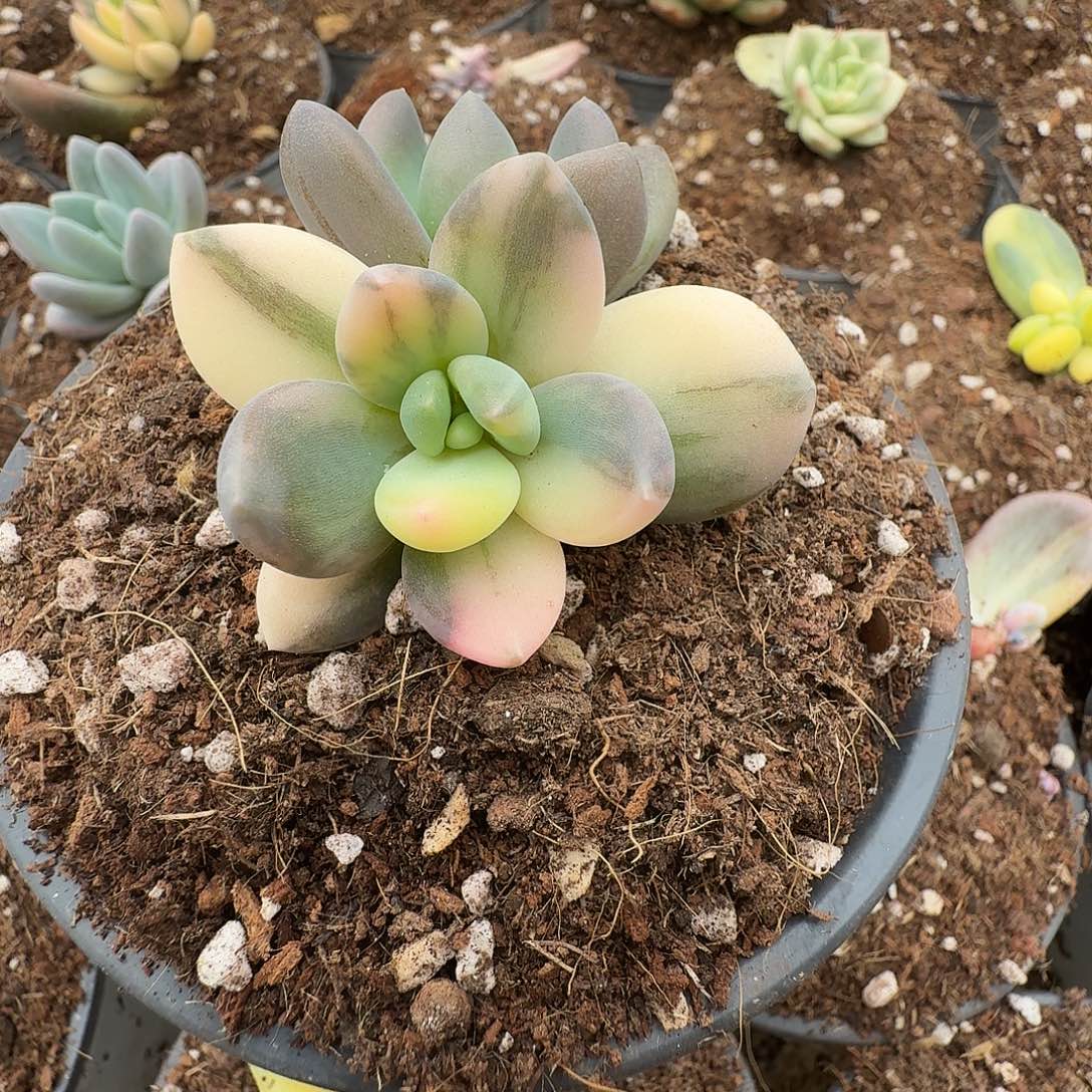 紫丽殿锦11111211-306