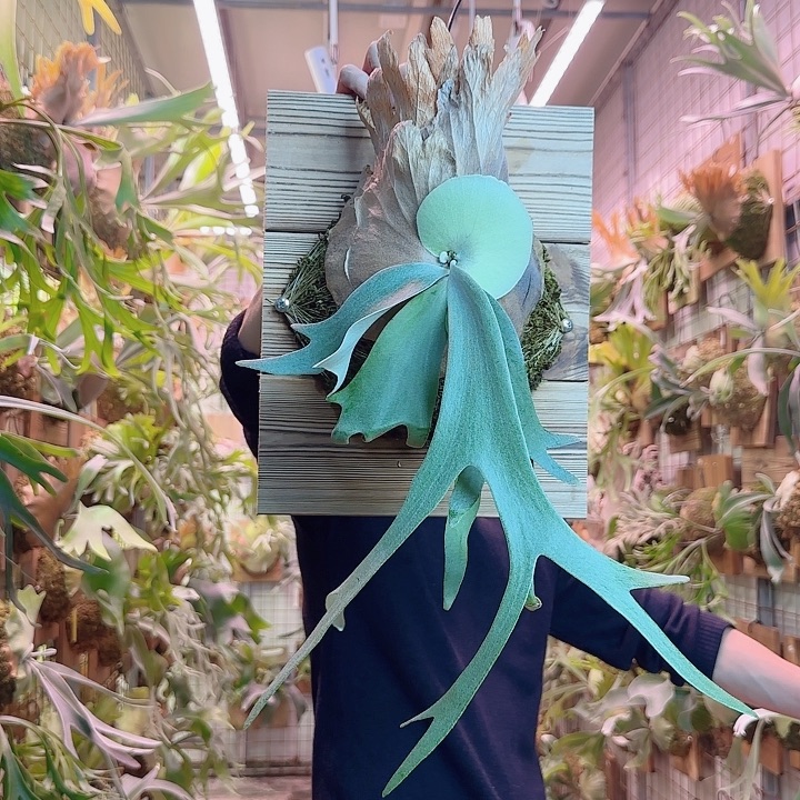 无花朵凤凰a60。   