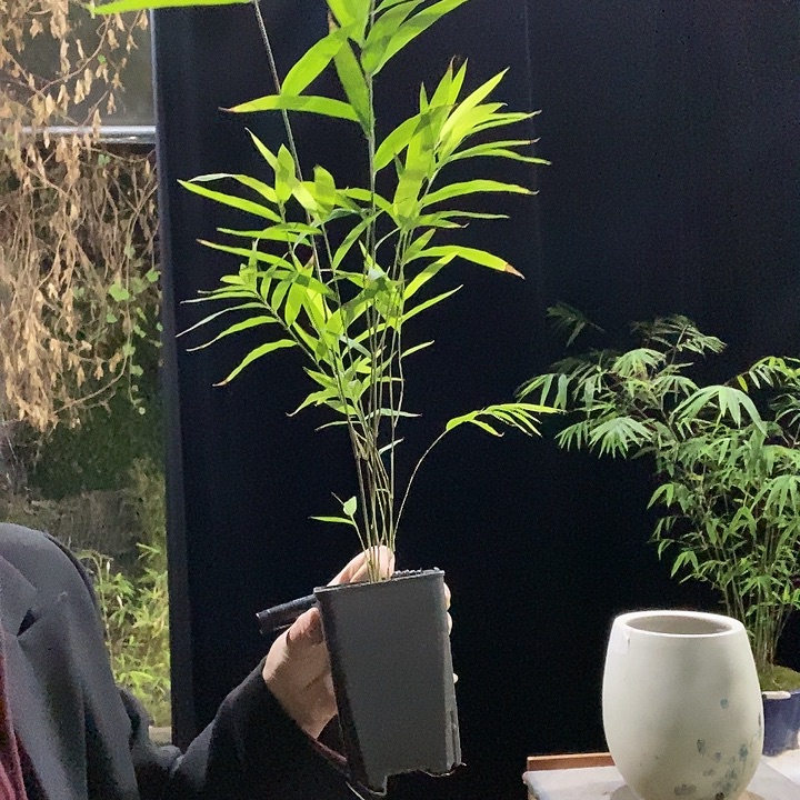 完全开放内门竹内门竹内门竹