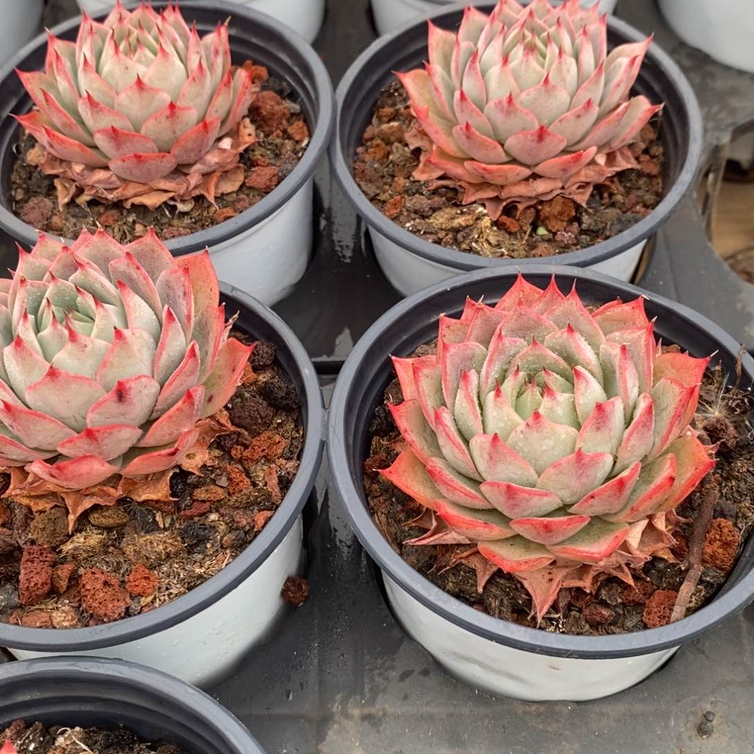 79。林杰安娜。单头。