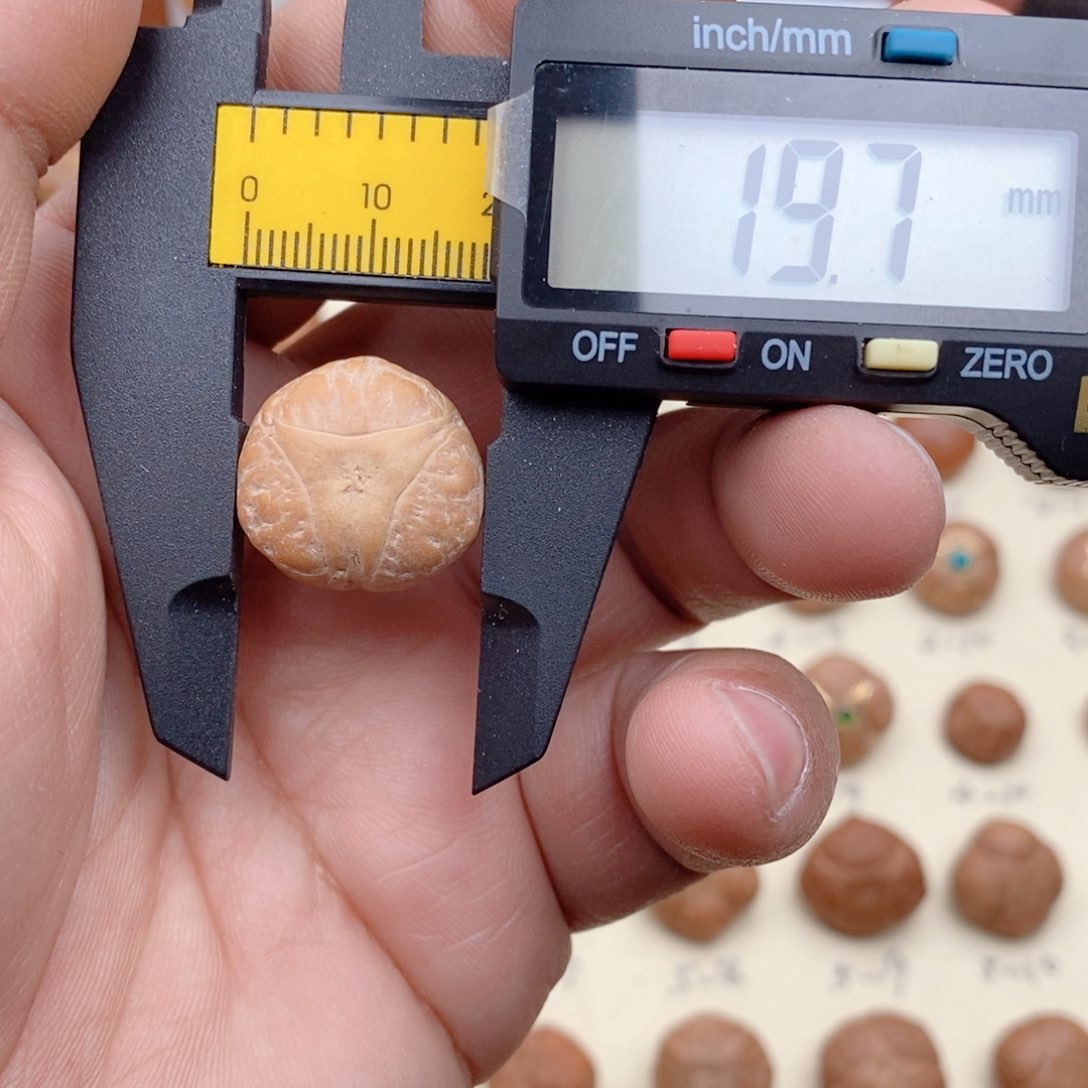 龙眼菩提吊坠开播福利龙眼