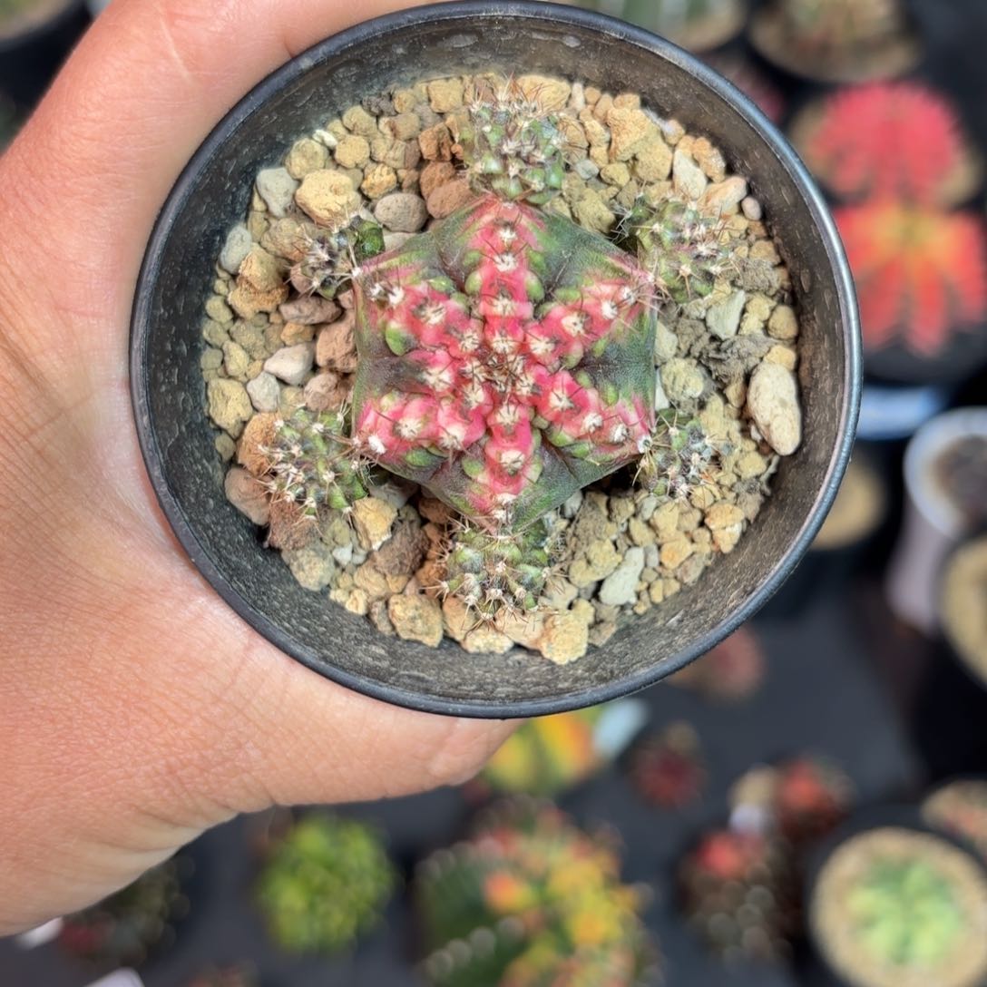 泰系米哈仙人球50号