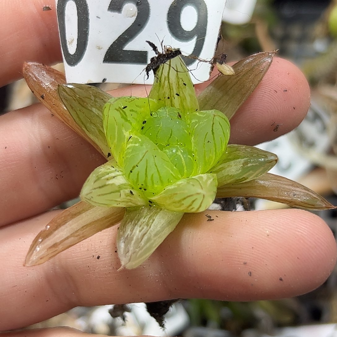 花火锦十二卷多肉植物满