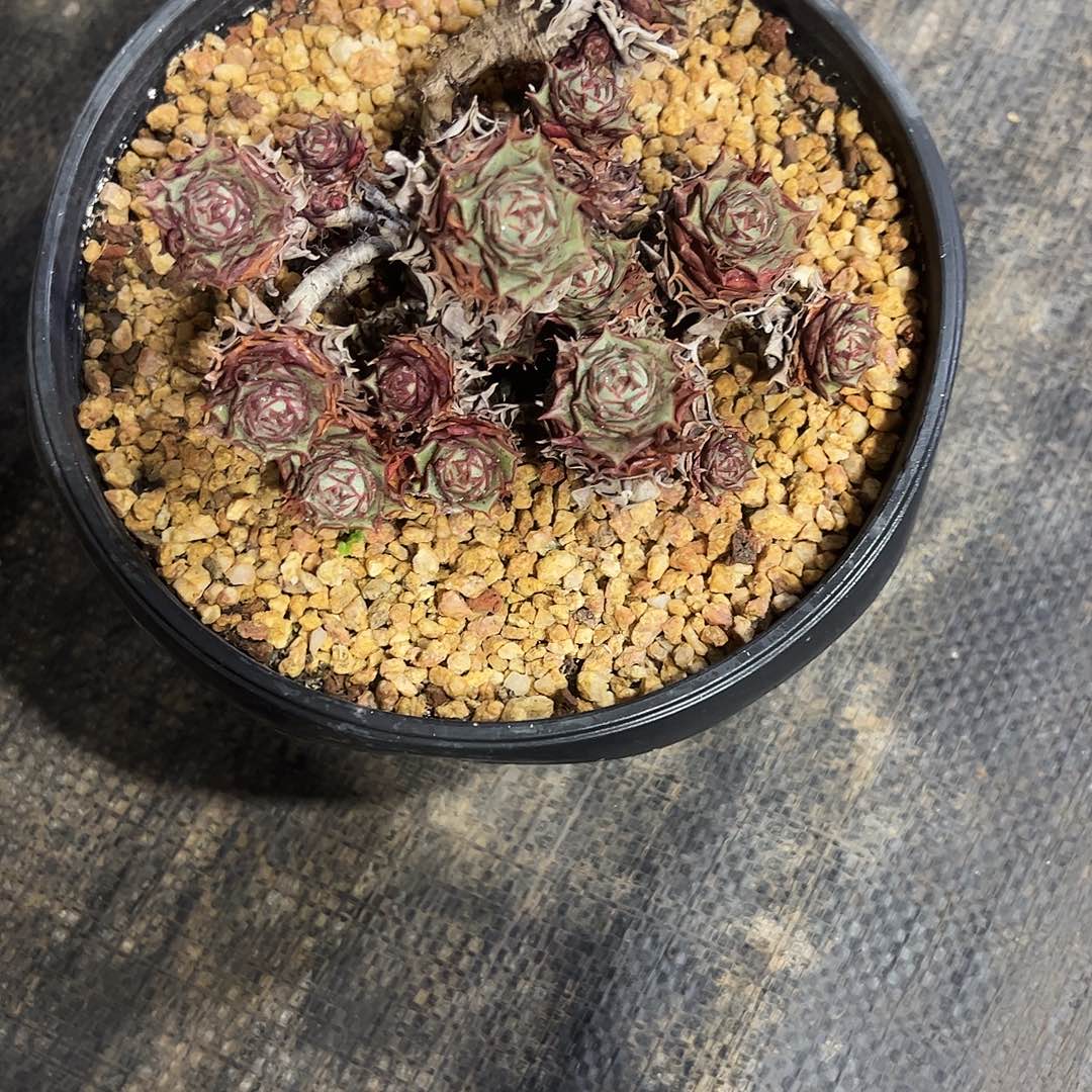 得****圆叶罗西码多肉植物