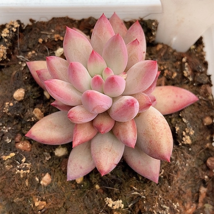 多肉植物虞美人586