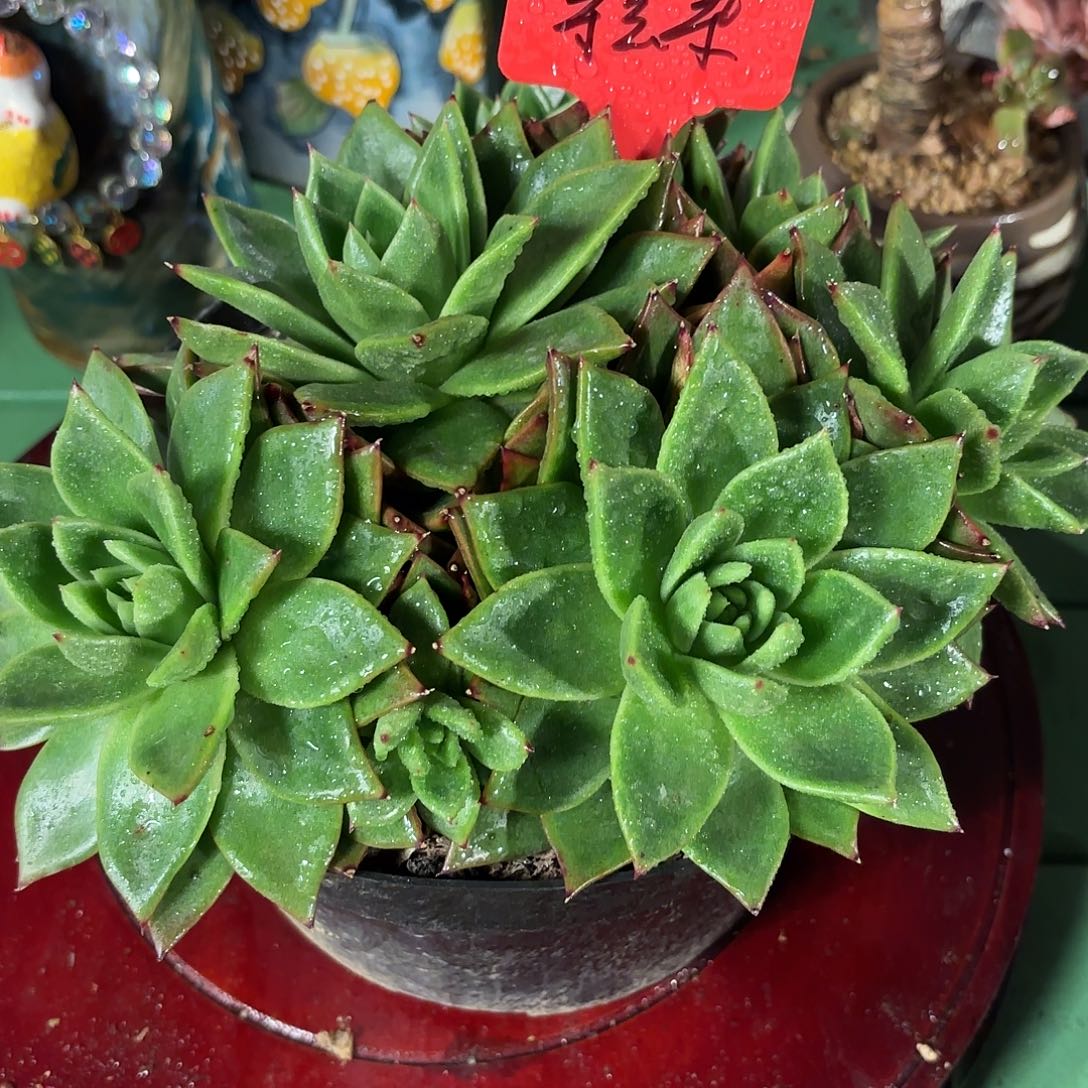 多肉植物啦啦啦啦啦