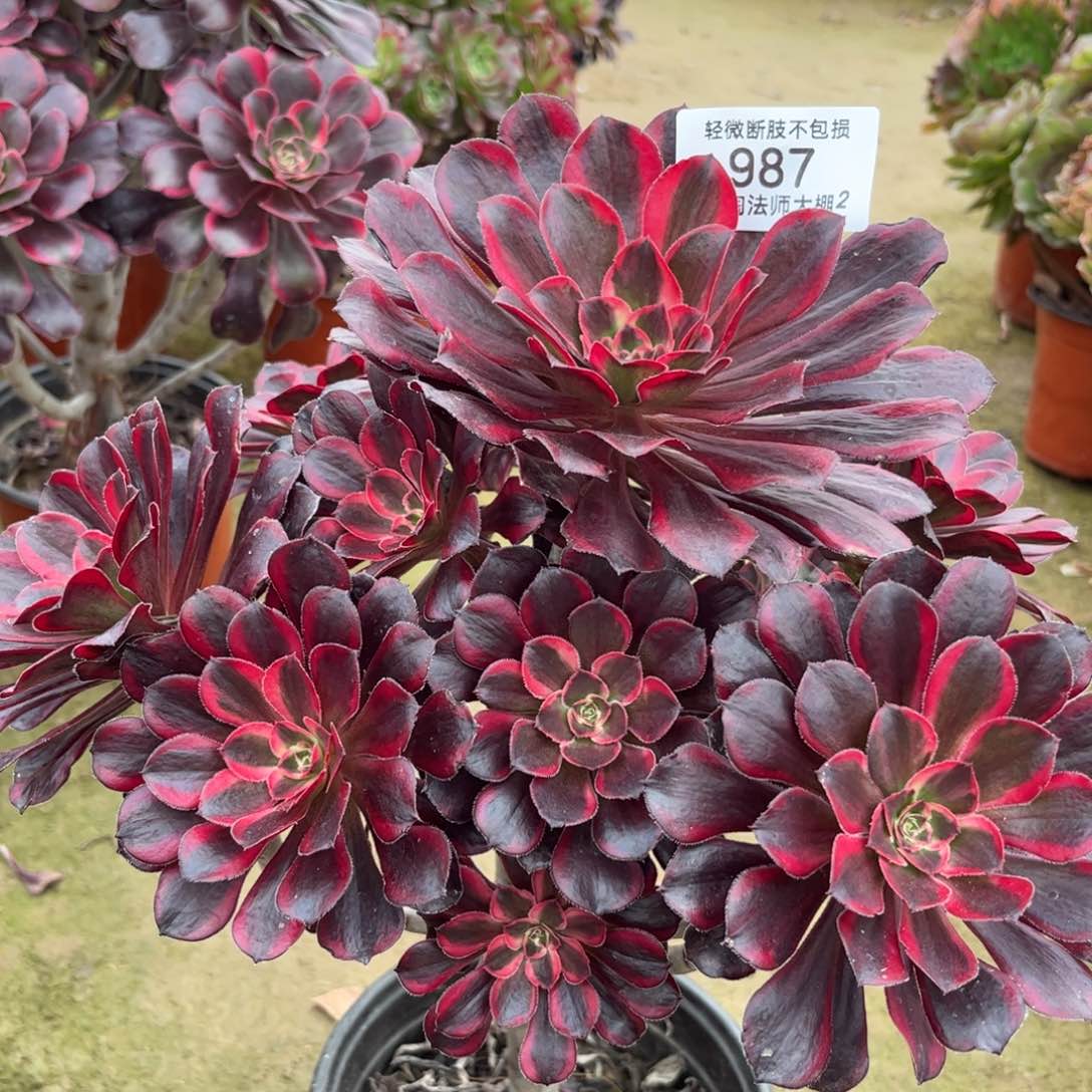 987丽娜多肉植物法师