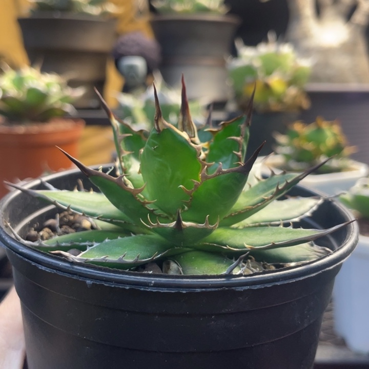 【闪购商品】灯养 姬霍