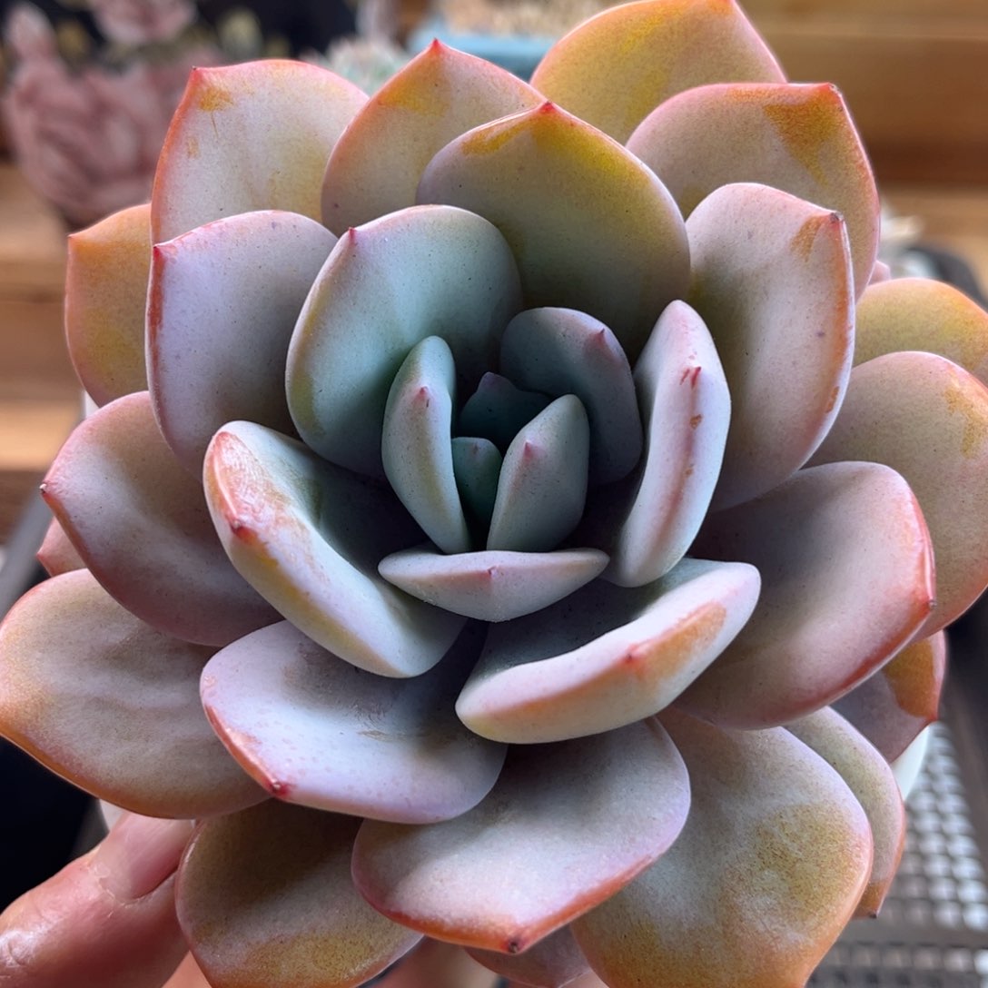 2.17-35奶茶11111111