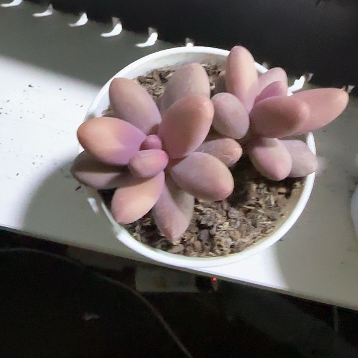 青蛙王子儿童111