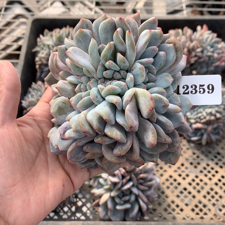 12359缀嗯嗯嗯嗯嗯嗯好喜欢