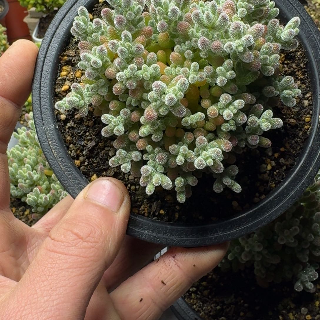 顾*冰晶 多肉植物枝干