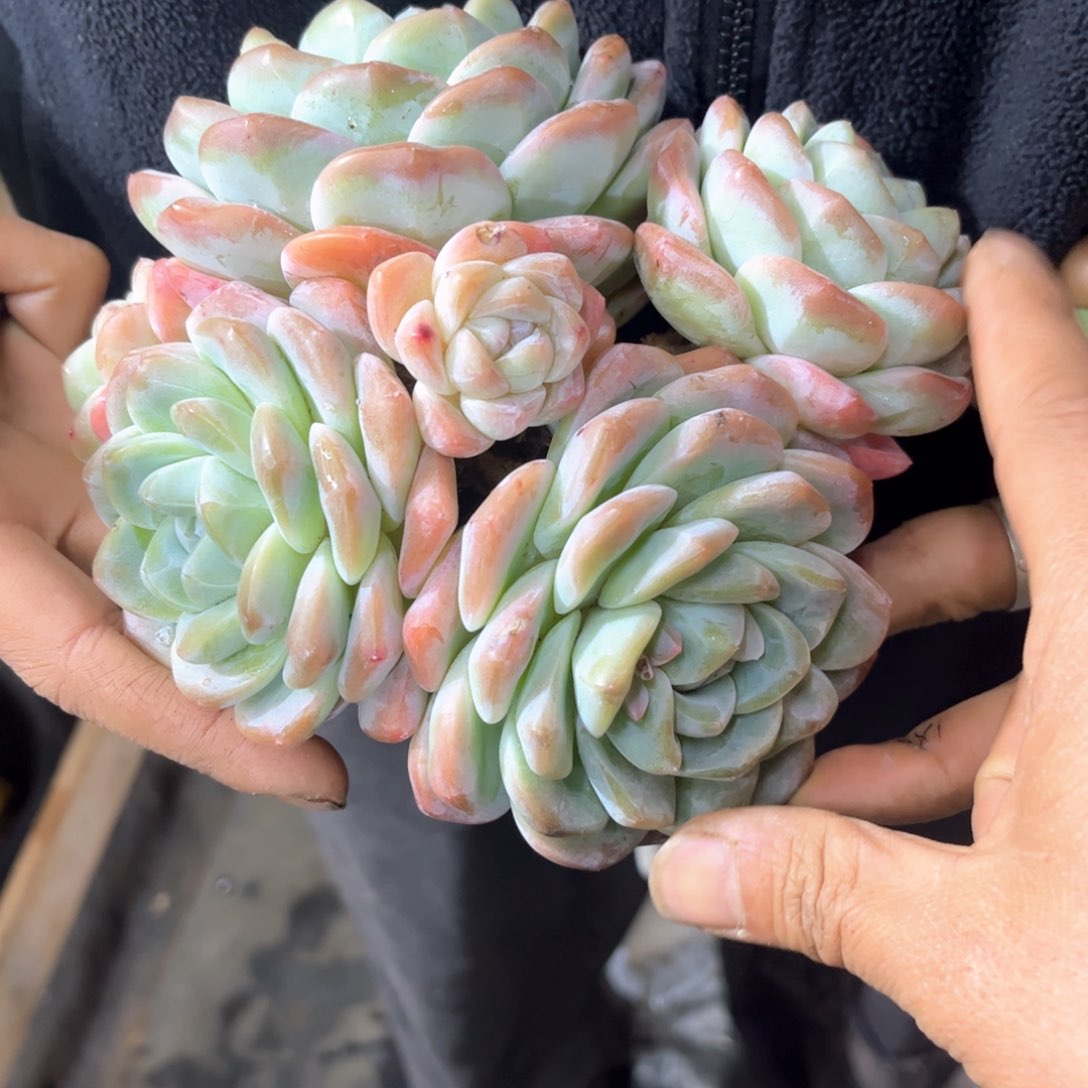 冰玉 多肉植物 111