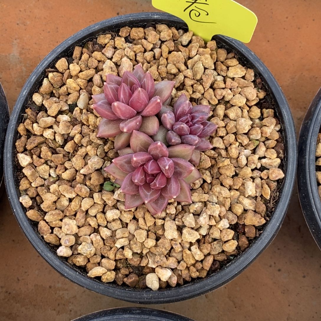 卷***柏迷雾泡泡旺财旺财