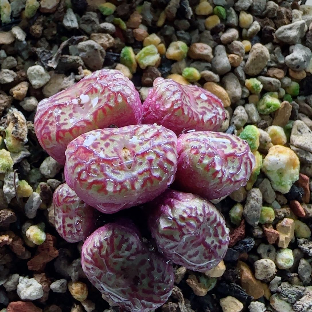 Ｒ*2-8鳄鱼皮安贞脱土