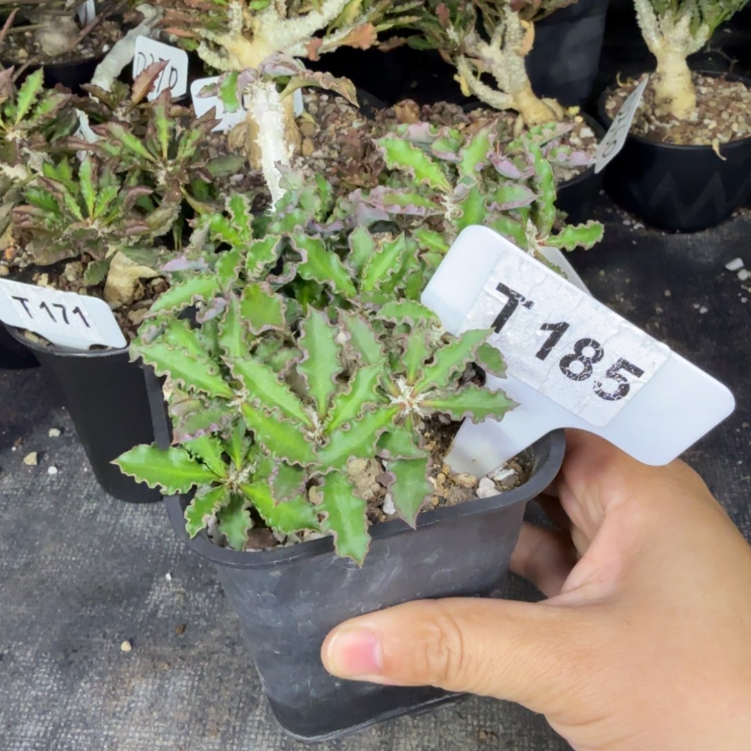 福利皱叶麒麟带盆发货