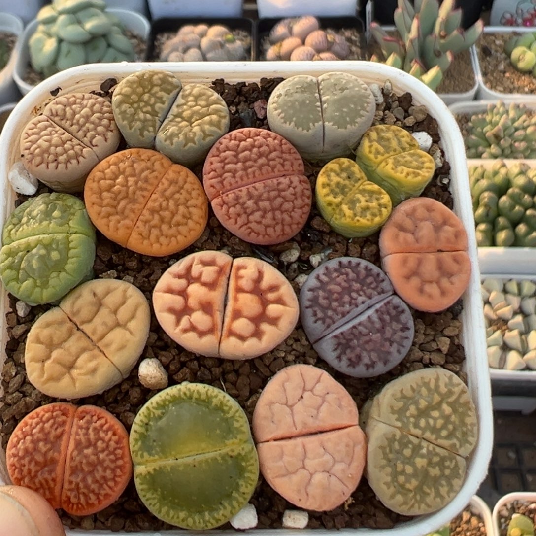 70多肉植物百科植物