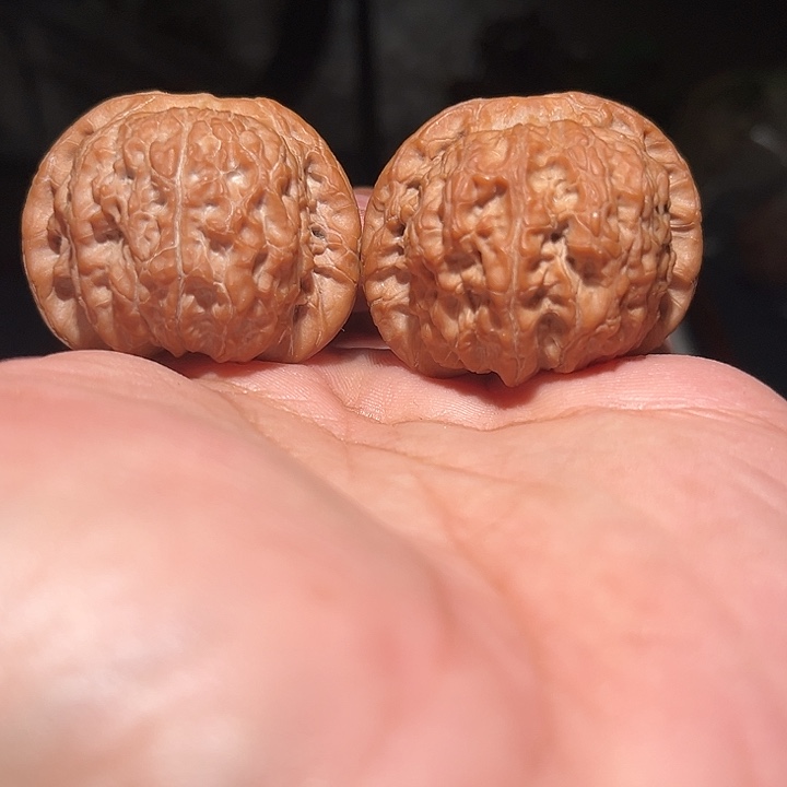 木41精致血麒麟。   